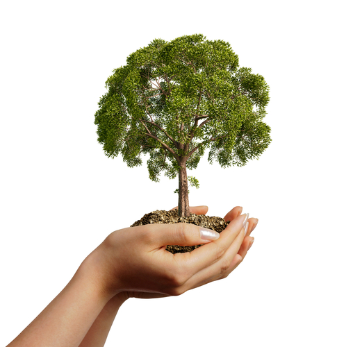 woman's hands holding soil with a tree.